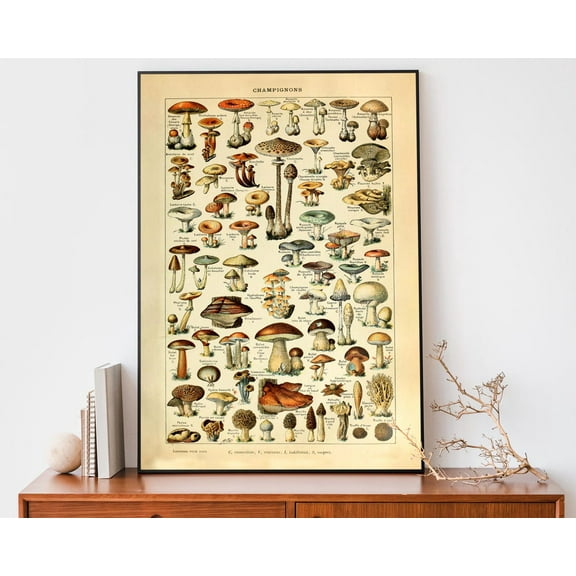 Vintage Mushroom Poster, Adolphe Millot Champignons Print, Antique Fungi Botanical Home Decor Wall Art, Modern Wall Decor, 8x12 UNFRAMED
