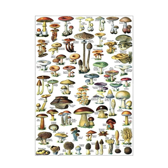 Vintage Mushroom Poster Print - Mycology  Identification Reference Chart Volume