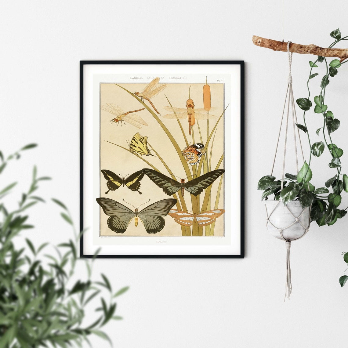 Pure Bug Vintage Natural History Butterfly Wall Art Print, Classic Insect Decor ...