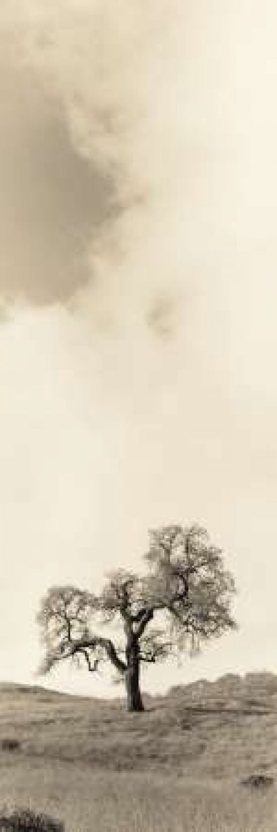 Vintage Oak Tree Canvas Art - Alan Blaustein (8 x 24)