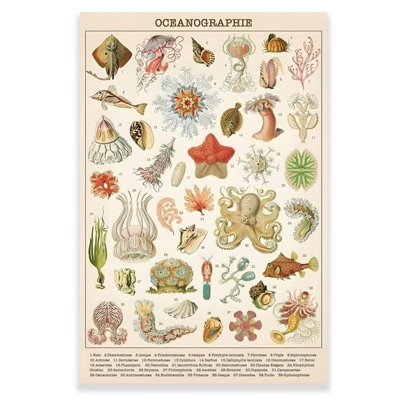 Vintage Ocean Poster - Jellyfish Marine Biology Science Wall Art Prints Rustic Style of Ocean Wall Hanging Chart Poster for Classroom Living Room