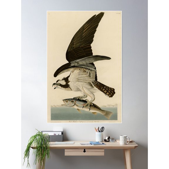 Vintage Osprey Catching A Fish Illustration (1838) Poster Wall Art, Modern Wall Decor For Living Room Bedroom, 8x12 UNFRAMED