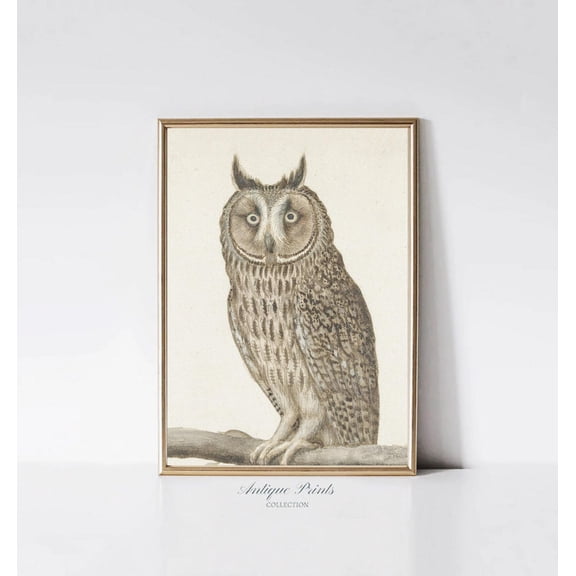 Vintage Owl Drawing, Owl Sketch, Owl Wall Art, Still Life, Nursery Wall Art, Antique Farmhouse Wall Decor, Unframed Paper Print