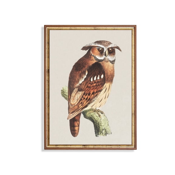 Vintage Owl Poster Antique Bird Art, Rustic Farmhouse Decor Home Decor, 8x12 UNFRAMED