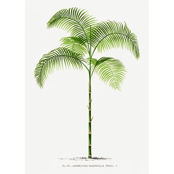 Vintage Palm Tree Illustration I - 12" x 18" Art Print Wall Decor
