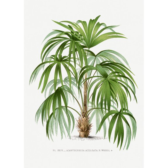 Vintage Palm Tree Illustration III - 12" x 18" Art Print Wall Decor