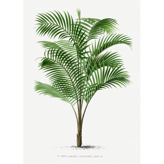 Vintage Palm Tree Illustration IV - 12" x 18" Art Print Wall Decor