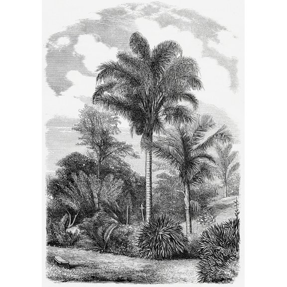 Vintage Palm Tree Illustration VII - 12" x 18" Art Print Wall Decor