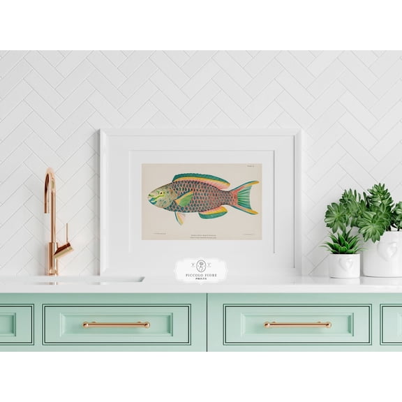 Vintage Parrot Fish Wall Art, Unframed Paper Poster 8x10in
