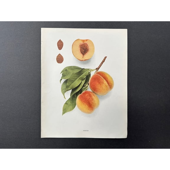 Vintage Peach Lithograph Print, Unframed Paper Poster 8x10in