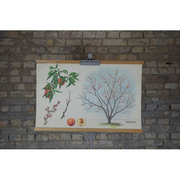 Vintage Peach Tree School Chart, Unframed Paper Poster 8x10in