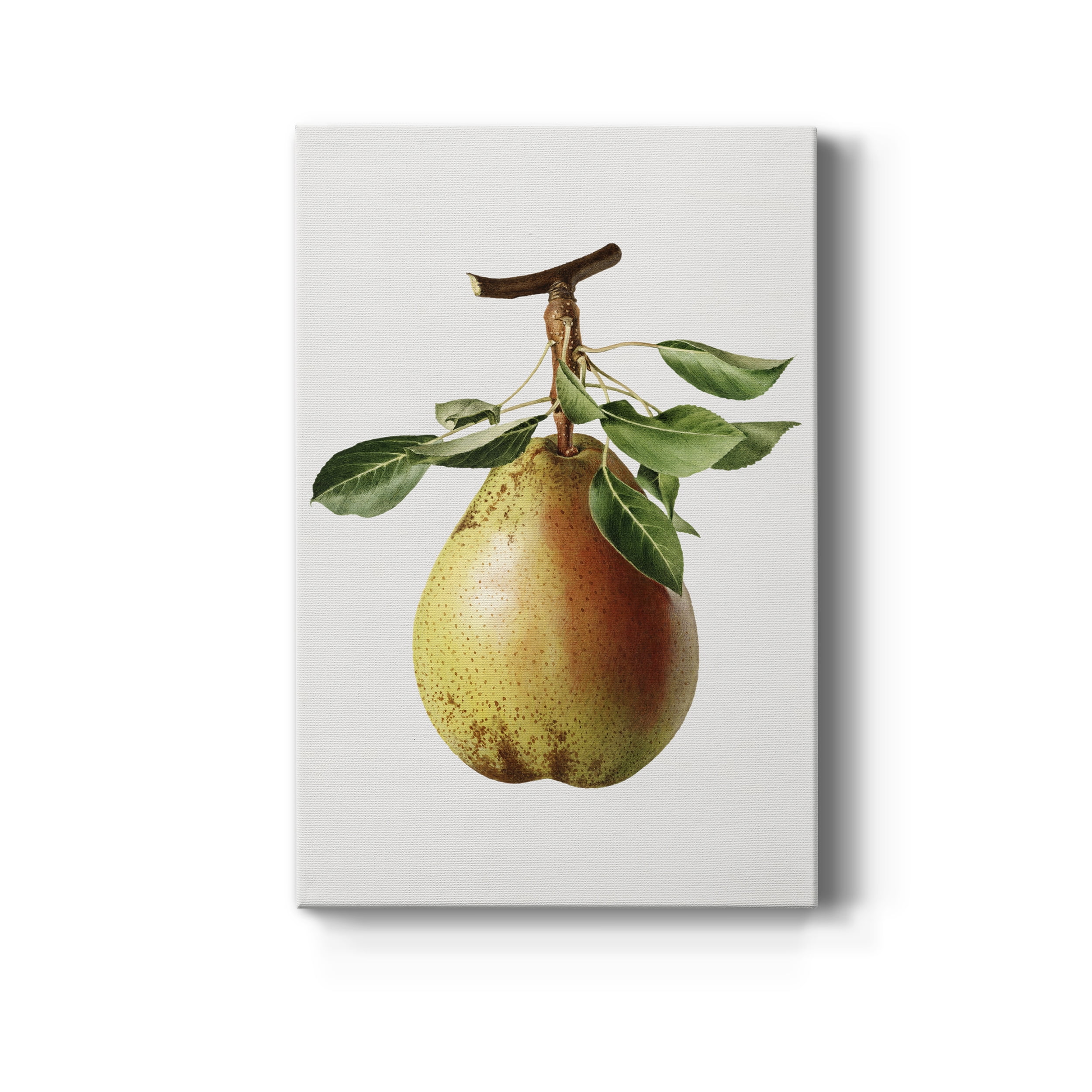 Vintage Pear Illustration II Premium Gallery Wrapped Canvas - Ready to Hang - 12 x 18