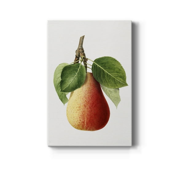 Vintage Pear Illustration II Premium Gallery Wrapped Canvas - Ready to Hang - 12 x 18