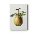 thumbnail image 1 of Vintage Pear Illustration II Premium Gallery Wrapped Canvas - Ready to Hang - 8 x 12, 1 of 9