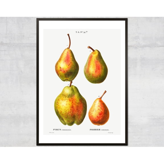 Vintage Pears Fruit Diagram, Lithograph Print, Antique Botanical, Minimal Wall Decor Wall Art, Modern Wall Decor, 12x18 UNFRAMED