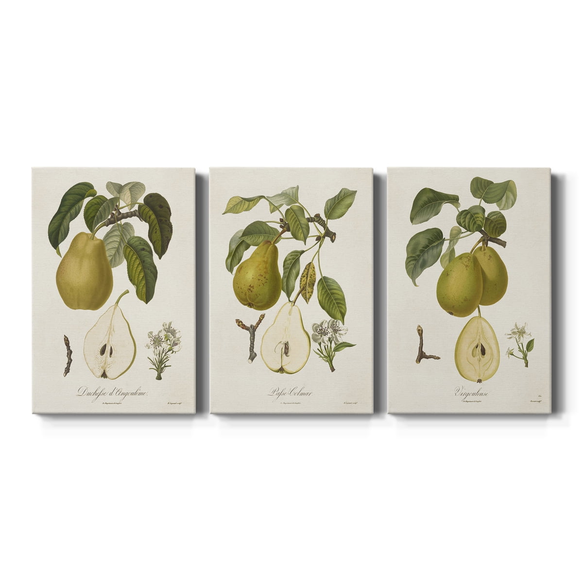 Vintage Pears I Premium Gallery Wrapped Canvas - Ready to Hang - 12 x 18 Each