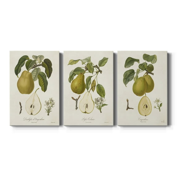 Vintage Pears I Premium Gallery Wrapped Canvas - Ready to Hang - 24 x 36 Each