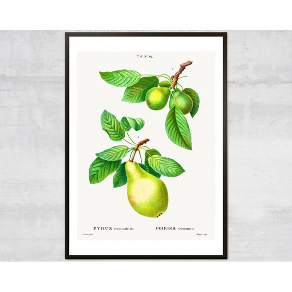 Vintage Pears Poster, Lithograph Print, Antique Botanical, Minimal Wall Decor Wall Art, Modern Wall Decor, 24x36 UNFRAMED