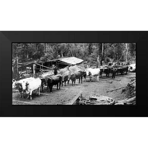 Vintage Photography 14x9 Black Modern Framed Museum Art Print Titled - Logging with Ox Teams