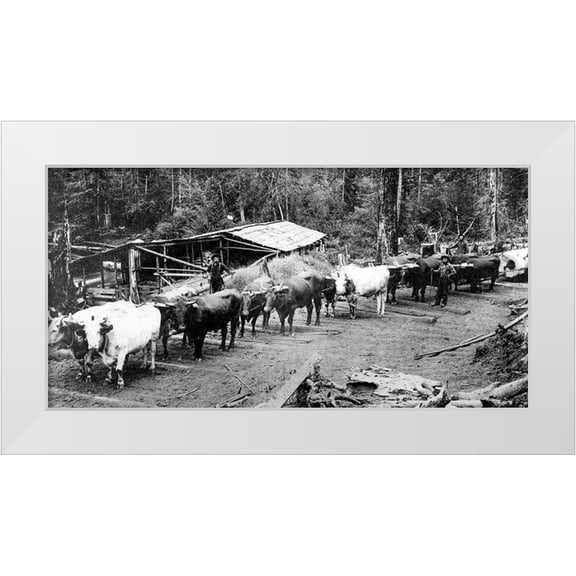 Vintage Photography 24x14 White Modern Wood Framed Museum Art Print Titled - Logging with Ox Teams