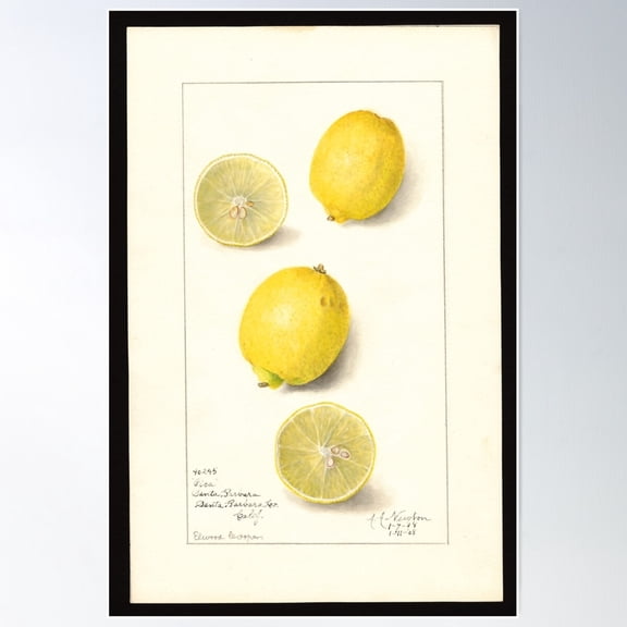 Vintage Pica Variety Of Lemons (1908) Print Poster Wall Art, Modern Wall Decor For Living Room Bedroom, 8x12 UNFRAMED