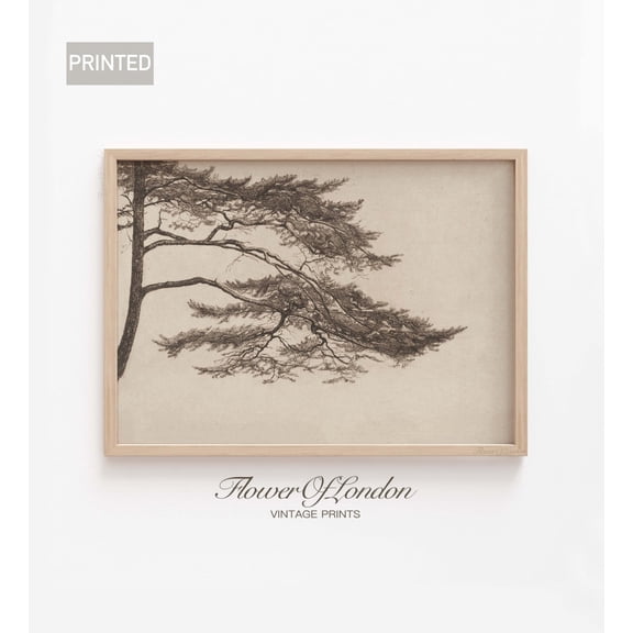 Vintage Pine Tree Sketch Print Minimalist Tree Branch Drawing, Unframed Canvas