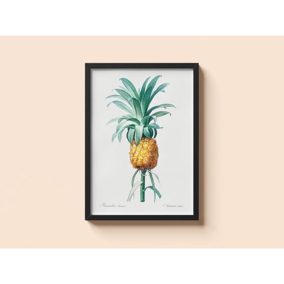 Vintage Pineapple, Pierre-Joseph Redouté, Tropical Fruit Botanical Wall Art #4329, Unframed Canvas Size 16x24