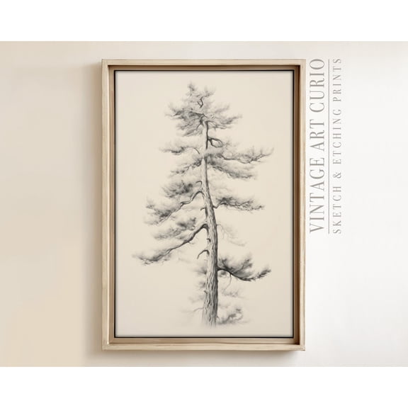 Vintage Pinetree Sketch Rustic Country Farmhouse Decor XL Art Vintage Etching Drawing Vintage Sketch Drawing