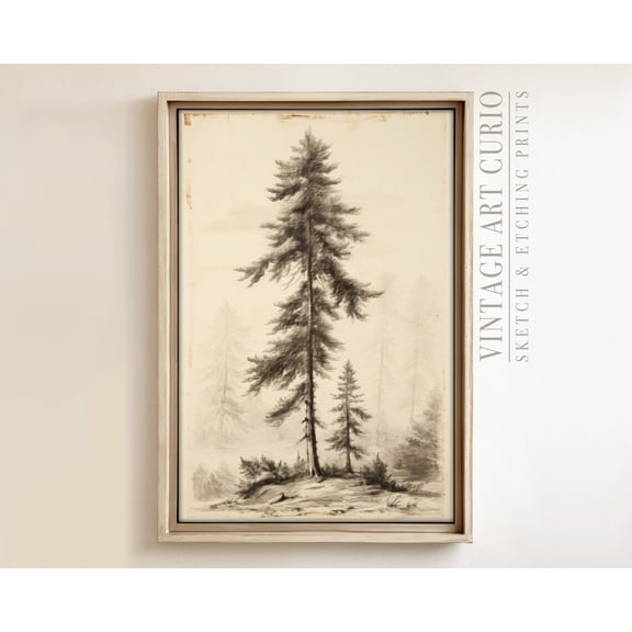 Vintage Pinetree Sketch, Rustic Country Farmhouse Decor, Xl Art, Vintage Etching Drawing, Vintage Sketch Drawing Home Decor #3102, 16x24 UNFRAMED