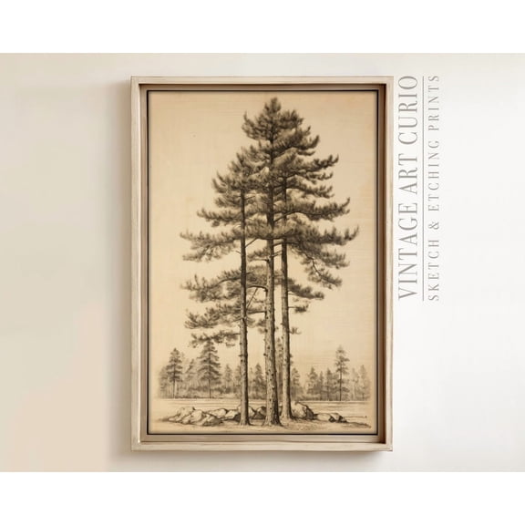 Vintage Pinetree Sketch, Rustic Country Farmhouse Decor, Xl Art, Vintage Etching Drawing, Vintage Sketch Drawing Home Decor #3105, 12x18 UNFRAMED