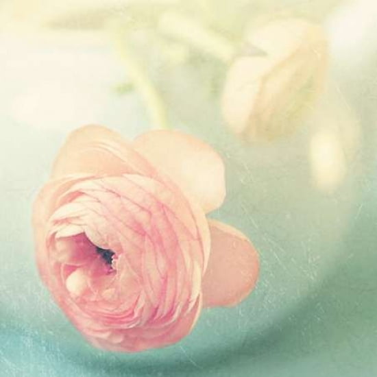 Vintage Pink Peony II Canvas Art - Sarah Gardner (24 x 24)