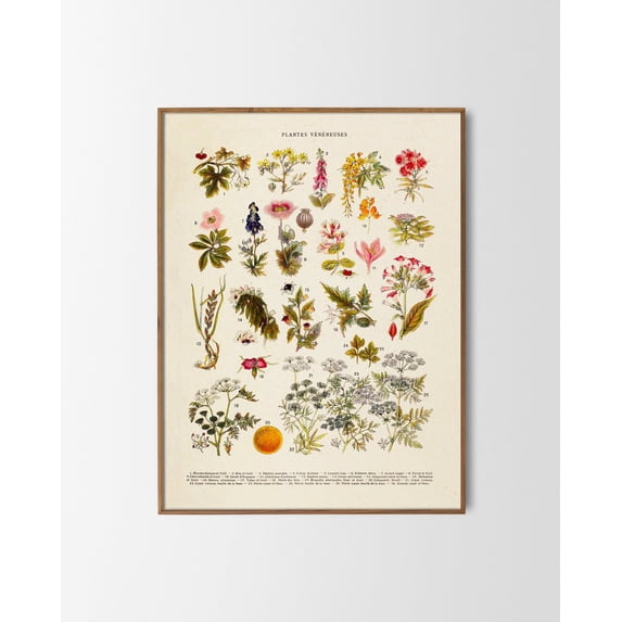 Vintage Plants Flowers Plantes Vénéneuses Floral Illustration French ...