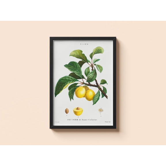 Vintage Plum Poster Pierre-Joseph Redoute Fruit Botanical Wall Art, Unframed Canvas 24x36in