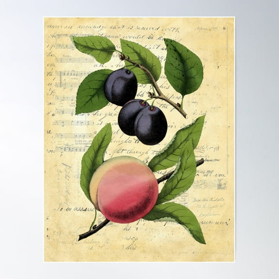 Vintage Plums Peach Botanical Collage On Antique Book Page Poster Wall Art, Modern Wall Decor For Living Room Bedroom, 16x24 UNFRAMED