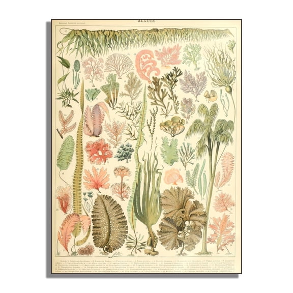 Vintage Poster - Algae Illustrative Reference Chart Wooden Hanging Poster - Marine Objects Picture - Science Wall Art Decoration - Living Room Hotel Home Decoration