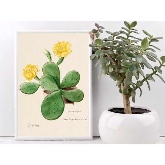 Vintage Poster, Eastern Prickly Cactus, Cactus Wall Art, Wall Art Decor, Fine Art Poster, Art Poster, Home Decor, Unframed Canvas Size 8x12