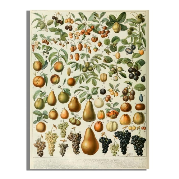 Vintage Poster - Everyday Fruits Illustrative Reference Chart Wooden Hanging Poster - Boys Study Room Decor - Science Poster - Campus Hallway Home Decor