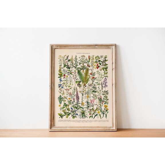 Vintage Print Medicinal Plants Flowers Wall Art Floral Botanical French Dictionary Botany