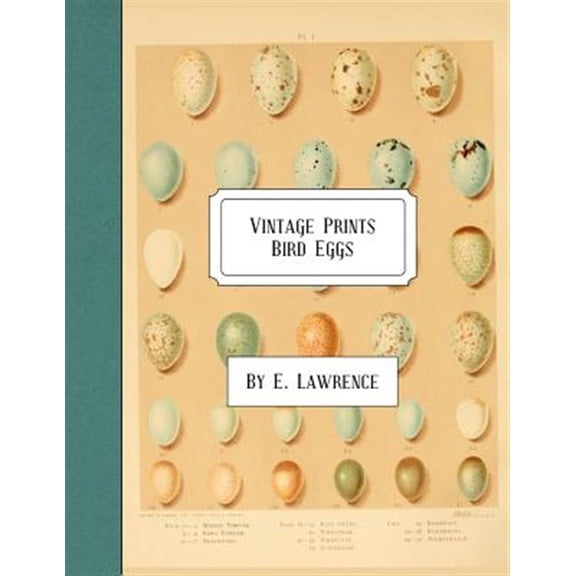 Vintage Prints: Bird Eggs