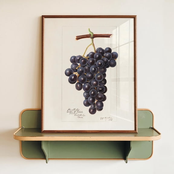 Vintage Purple Grapes Pomological Print, Unframed Paper Poster 8x10in