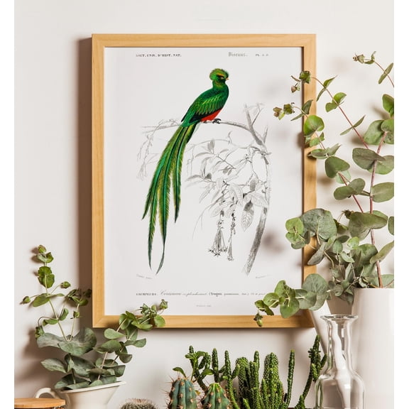 Vintage Quetzal Bird Poster Orbigny Illustration Home Decor Poster, Unframed Poster Size 8x12