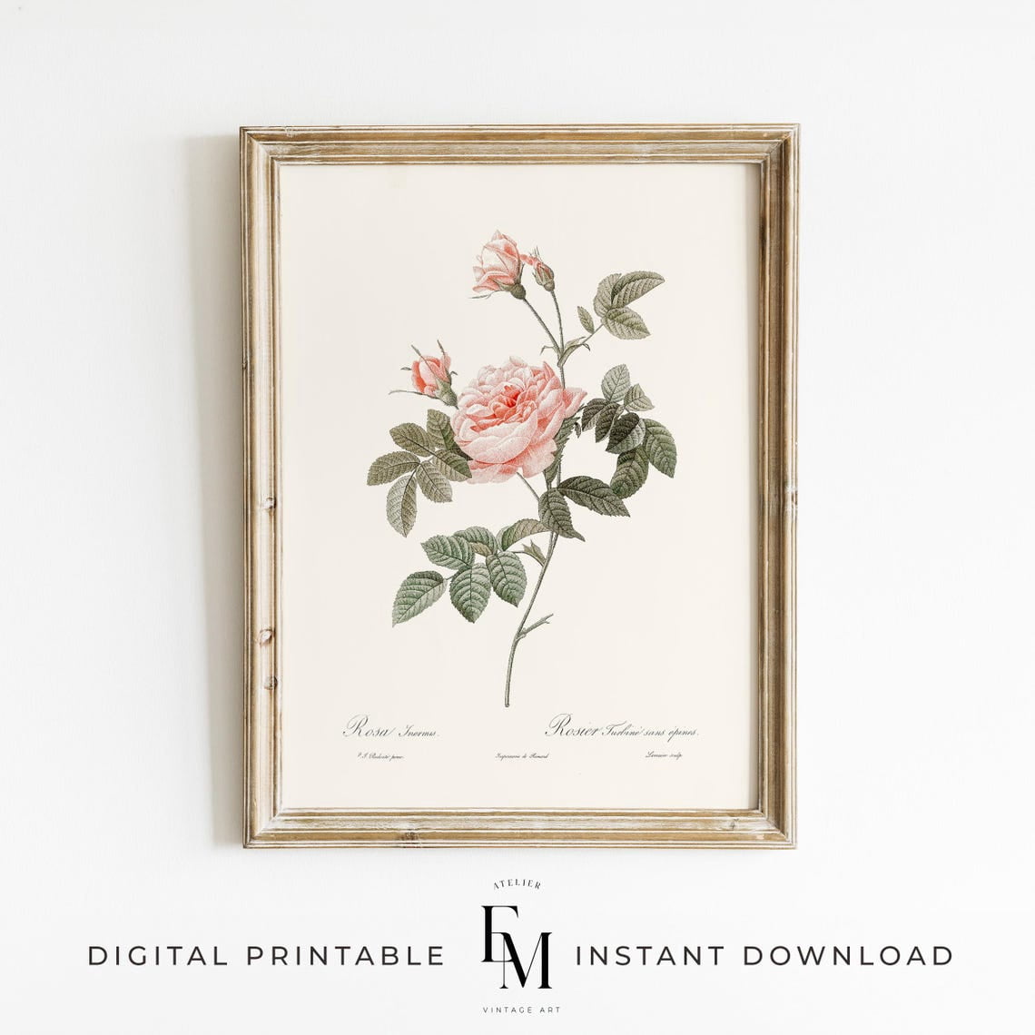 Vintage Rose Print Antique Flower Print Vintage Floral Rose Wall Decor ...