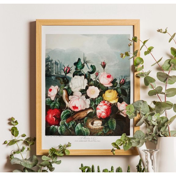 Vintage Roses Botanical Poster, Thornton Temple Of Flora Art, Stretched Canvas Size 16x24