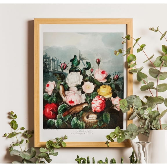 Vintage Roses Botanical Poster, Thornton Temple Of Flora Art, Unframed Poster Size 8x12