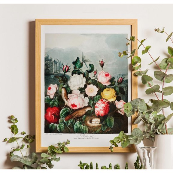 Vintage Roses Botanical , Thornton Temple Of Flora Art Unframed Paper Print