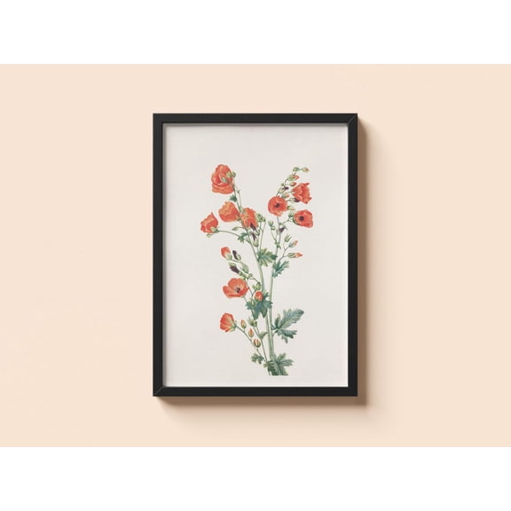 Vintage Scarlet Globe Mallow Mary Vaux Walcott Red Flower Art V2 Unframed Paper Print