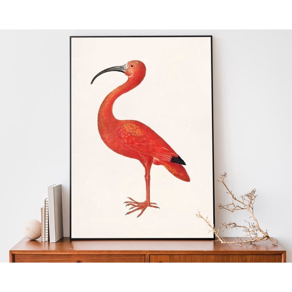 Vintage Scarlet Ibis Art Print, Bird Pink Bird Poster, Retro Nature Print Wall Art, Modern Wall Decor, 8x12 UNFRAMED