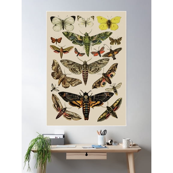 Vintage Scientific Moth Reference Charts Poster Wall Art, Modern Wall Decor For Living Room Bedroom, 24x36 UNFRAMED