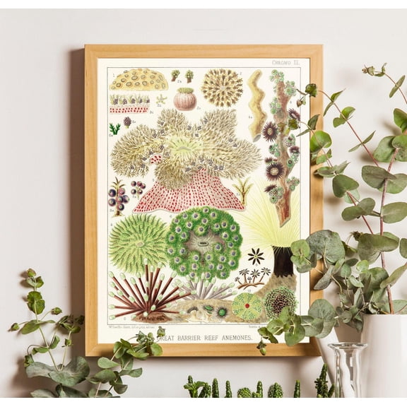 Vintage Sea Anemone Poster, William Saville-Kent Illustration, Unframed Canvas Size 24x36