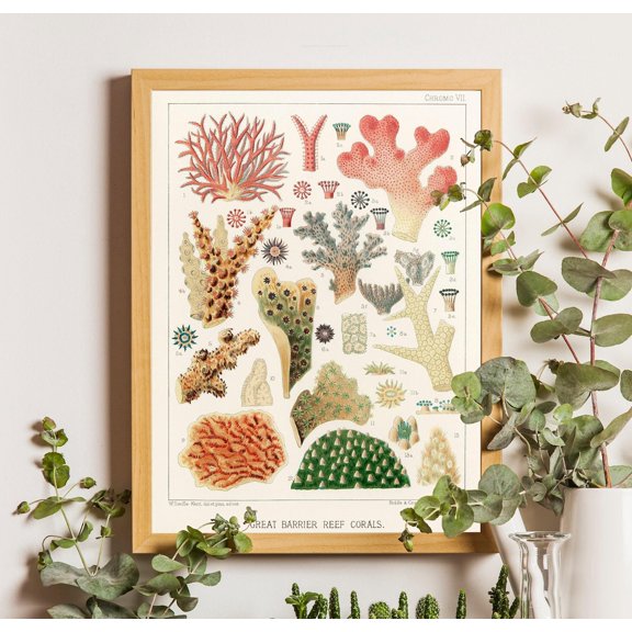 Vintage Sea Coral Poster, Great Barrier Reef, Great Barrier Reef Poster, Great Barrier Reef Art, Australia Poster, Australia Art, Beach Art,, Unframed Poster Size 12x18